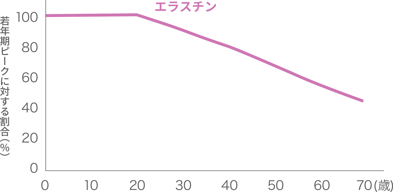 年齢による弾性繊維「エラスチン」の減少